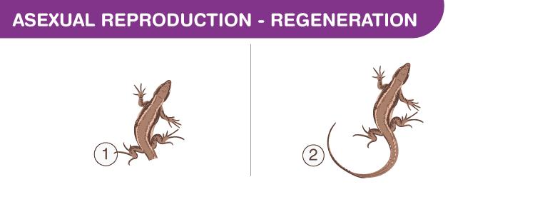 Modes of Reproduction - Class 10