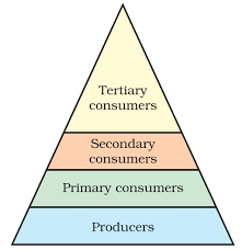 NCERT Exemplar: Our Environment | Science Class 10