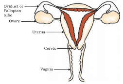 NCERT Exemplar: How do Organisms Reproduce? | Science Class 10
