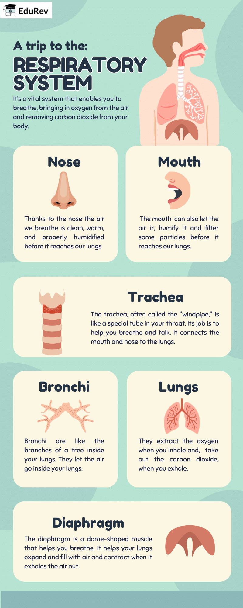 Infographics: Respiratory System | Science Class 10