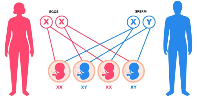 Sex Determination in Humans