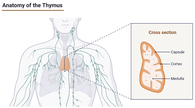 Endocrine System Chapter Notes | Science Olympiad Class 8