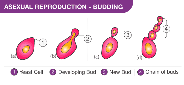 Modes of Reproduction - Class 10