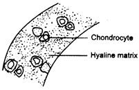 Class 9 Science: Sample Question Paper Term I- 8 (With Solutions)