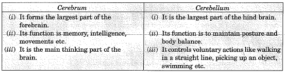 Class 10 Science: CBSE Sample Question Paper (2019-20) - 10 | Science Class 10