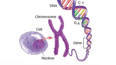 Olympiad Notes: How do Organisms Reproduce? | Science Class 10
