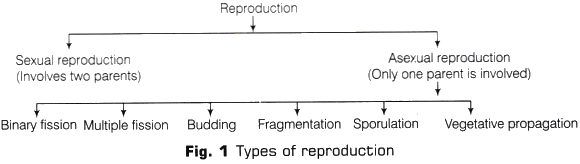 Lab Manual: Binary Fission in Amoeba and Budding in Yeast - Class 10