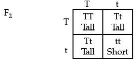 Class 10 Science: CBSE Sample Question Paper (2020-21) - 5 | Science Class 10