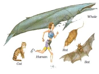 Diversity in Living Organisms Summary Class 9 Science