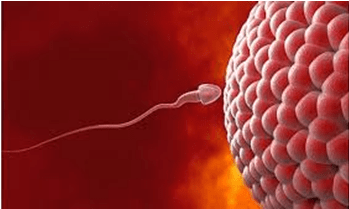 Modes of Reproduction - Class 10
