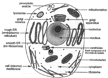 Class 9 Science: Sample Question Paper- 9 (With Solutions)