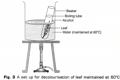 Lab Manual: Light is Necessary for Photosynthesis - Class 10