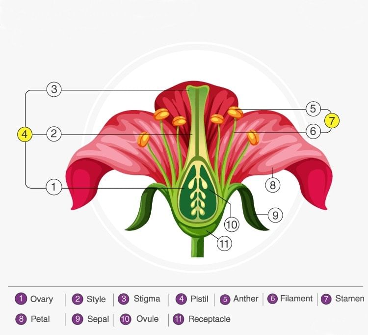 NCERT Exemplar: How do Organisms Reproduce? | Science Class 10