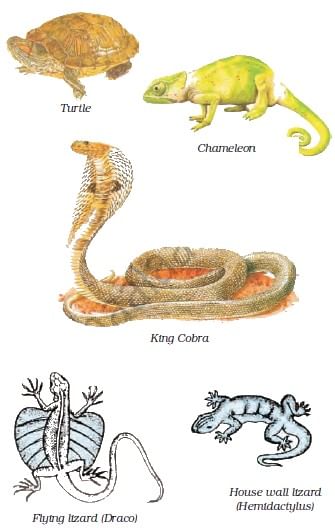 Diversity in Living Organisms Summary Class 9 Science