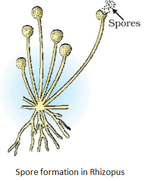 How do Organisms Reproduce Class 10 Notes Science Chapter 7