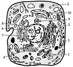 Class 9 Science: Sample Question Paper- 1 (With Solutions)