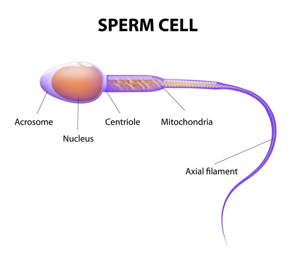 Modes of Reproduction - Class 10