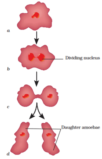 Lakhmir Singh & Manjit Kaur: Reproduction In Animals- 3 | Lakhmir Singh & Manjit Kaur Solutions: Class 8 Science