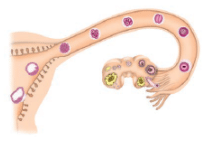 NCERT Exemplar Solutions: Reproduction in Animals | Science Class 8