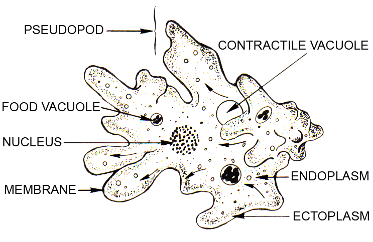 Cell: Structure and Functions Class 8 Notes Science