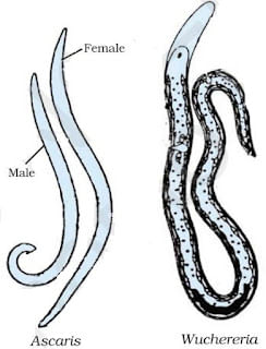Diversity in Living Organisms Summary Class 9 Science