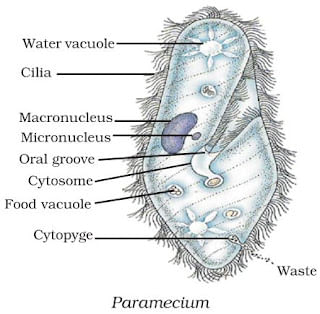 Diversity in Living Organisms Summary Class 9 Science