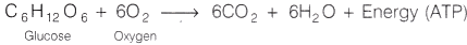 Lab Manual: CO2 is Released During Respiration - Class 10