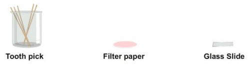 Procedure - To Prepare Stained Temporary Mount of Onion Peel, Biology, Science, Class 9 | Science Class 9