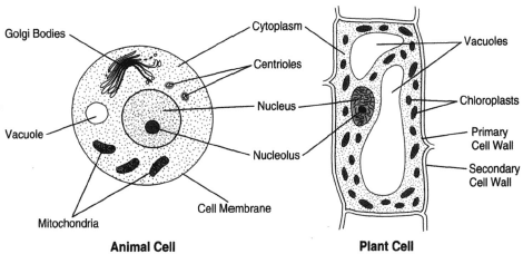 NCERT Solutions for Class 8 Science - Cell Structure and Functions