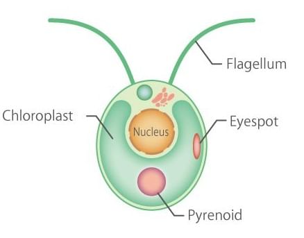 Chlamydomonas
