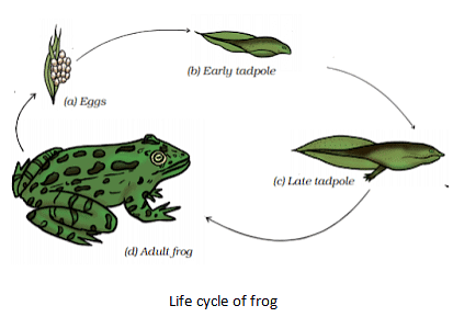 Reproduction in Animals Summary Class 8 NCERT Summary Chapter 6