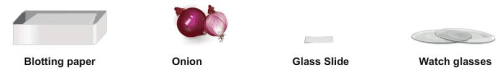 Procedure - To Prepare Stained Temporary Mount of Onion Peel, Biology, Science, Class 9 | Science Class 9