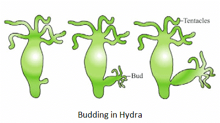 How do Organisms Reproduce Class 10 Notes Science Chapter 7