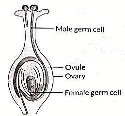 Class 10 Science Chapter 7 Previous Year Questions - How do Organisms Reproduce?
