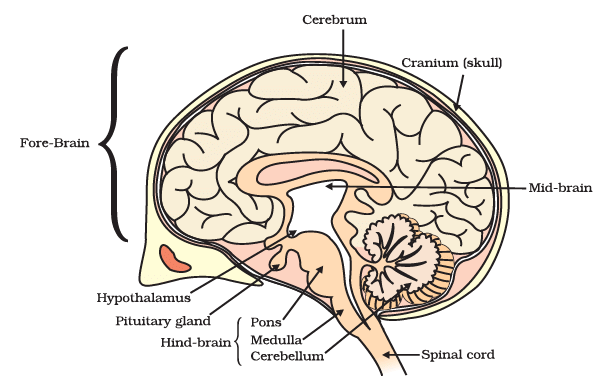 Human Brain