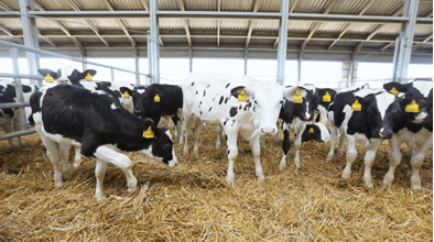 Animal Husbandry