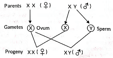 Class 10 Science Chapter 8 Previous Year Questions - Heredity and Evolution