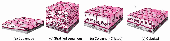 Important Tables and Diagrams: Tissues - Class 9