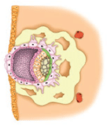 NCERT Exemplar Solutions: Reproduction in Animals | Science Class 8