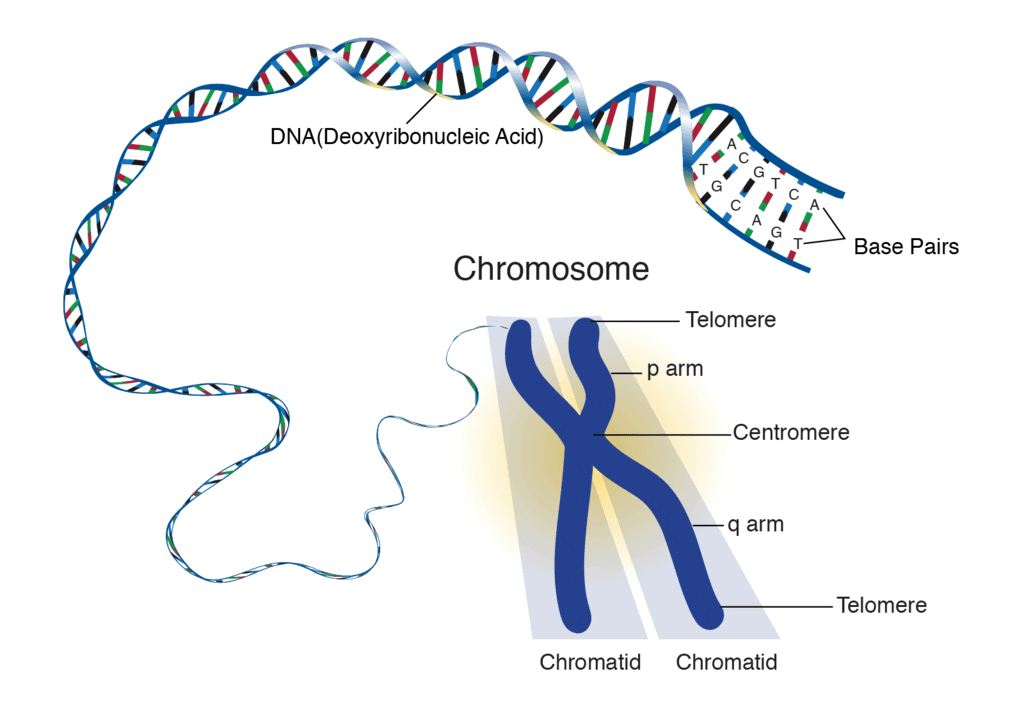 DNA and Chromosome