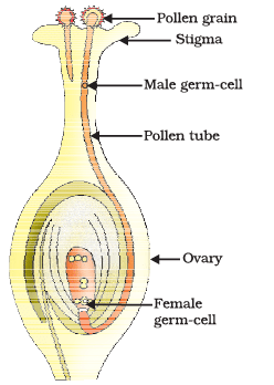 Diagram Based Questions: How do Organisms Reproduce? | Science Class 10