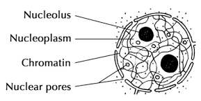 The Fundamental Unit of Life Summary Class 9 Science Chapter 5