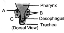 Class 10 Science Chapter 6 HOTS Questions - Control and Coordination