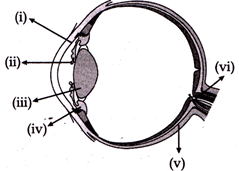 Class 8 Science: Sample Question Paper - 1 | Science Class 8