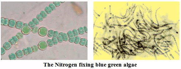 Microorganisms: Friend and Foe Class 8 Notes Science Chapter 2