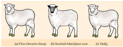 Reproduction in Animals Summary Class 8 NCERT Summary Chapter 6