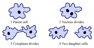Binary Fission in Amoeba