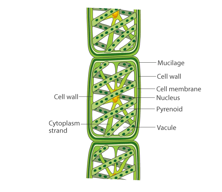 NCERT Exemplar: Diversity in Living Organisms - Class 9