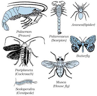 Diversity in Living Organisms Summary Class 9 Science
