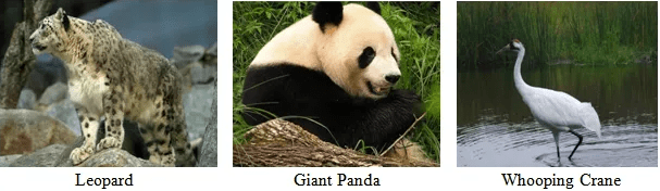 Conservation of Plants and Animals Class 8 Notes Science Chapter 5